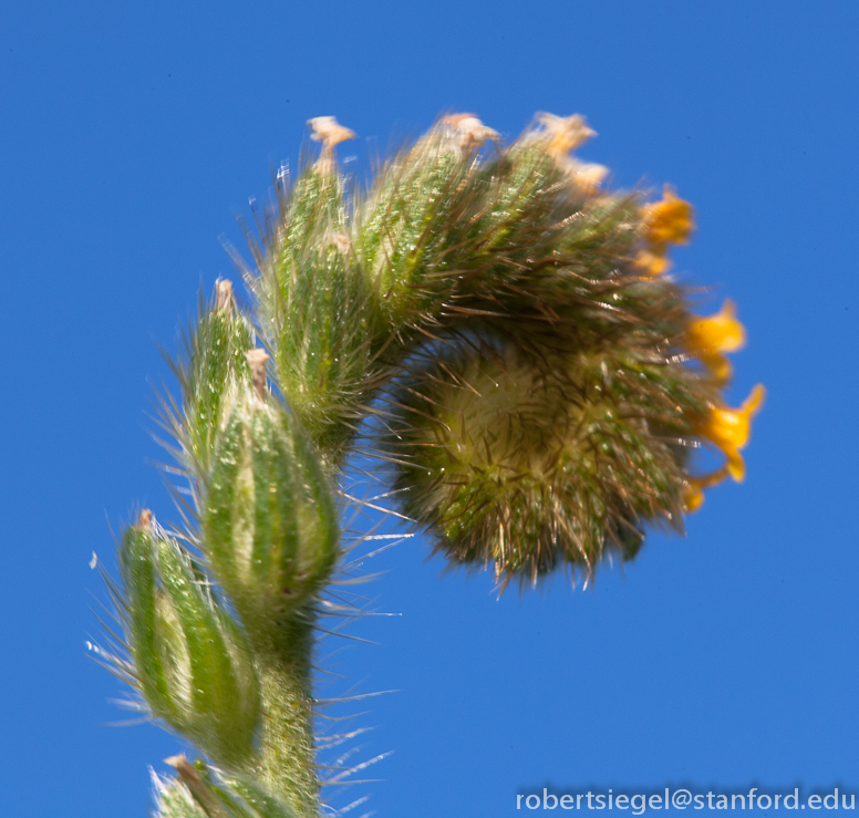 common fiddlenexk